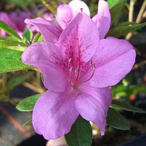 BELL NURSERY 1 Gal. Violetta Azalea Live Flowering Evergreen Shrub, Purple-Pink Flowers