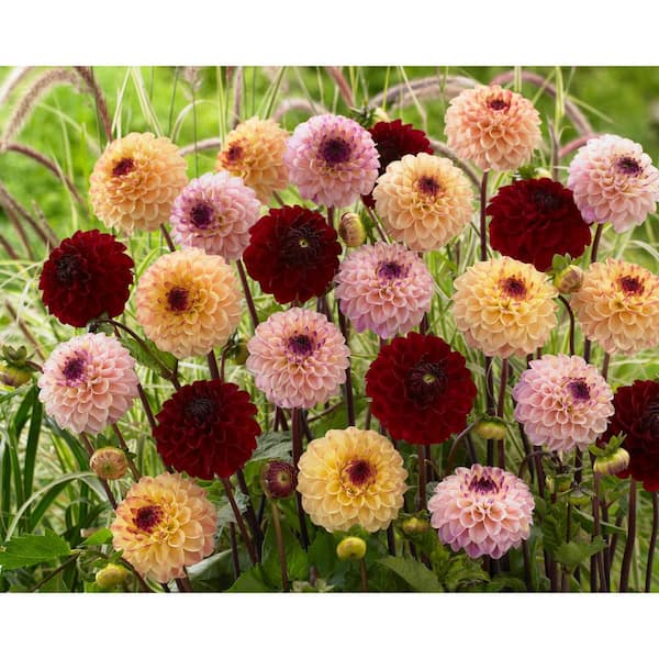 Bloomsz Dahlia Jill Mixed (Pack of 5)