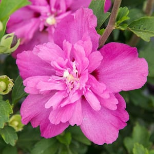 Hot Pink Flowering Raspberry Smoothie Rose of Sharon (Althea), Live Potted Plant Shrub with 3 in. Pot (1-Pack)