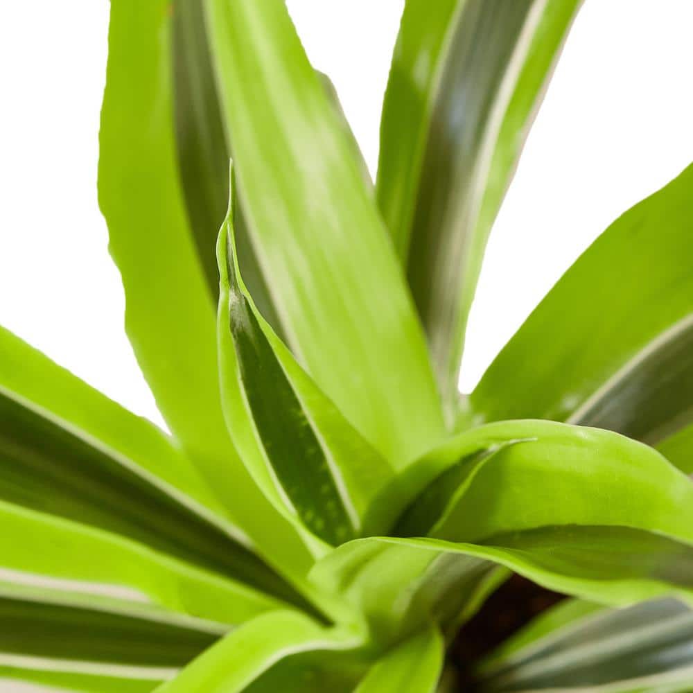 Dracaena Deremensis 'Lemon Lime' 4" Pot Indoor/Outdoor Plant