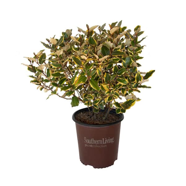 2 Gal. Olive Martini Elaeagnus, Live Evergreen Shrub, Variegated Gold and Green Foliage