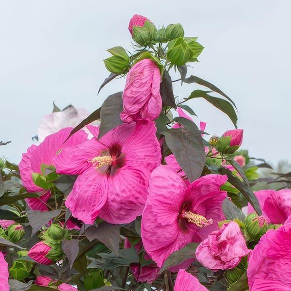 national PLANT NETWORK 1 Gal. Head Over Heels Passion Hibiscus