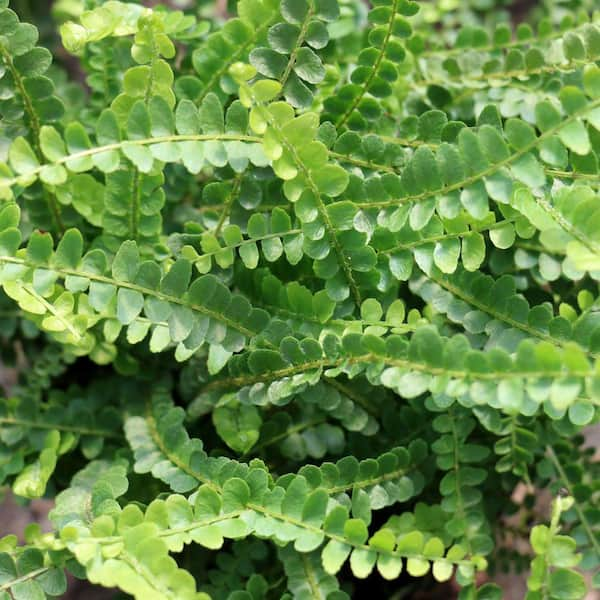 national PLANT NETWORK 4 in. Lemon Button Fern Nephrolepis Plant in ...