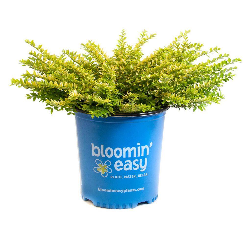 2 Gal. Pot, Thunderbolt Honeysuckle Bush Potted Broadleaf Evergreen Shrub (1-Pack) price history on PriceWatchPro