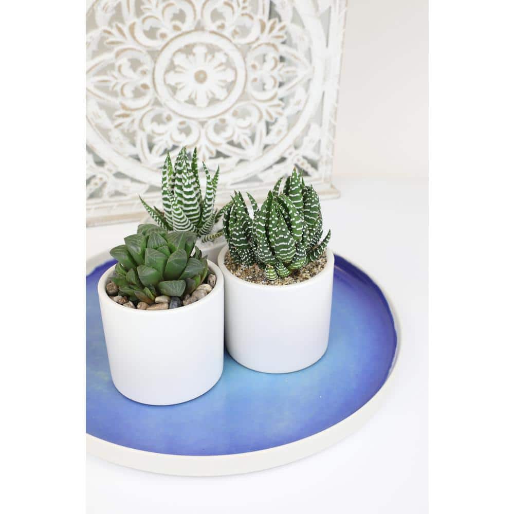 Lush Green Trio of Haworthia & Gasteria Succulents in Ceramic Pots