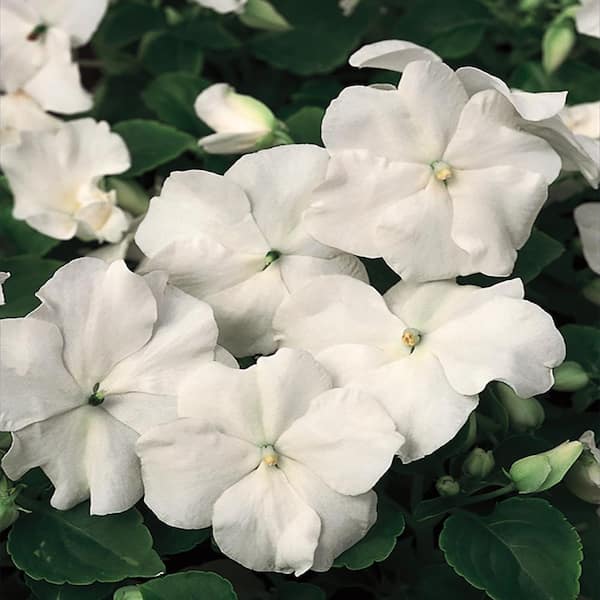 BEACON 4.5 In. White Beacon Impatiens Outdoor Annual Plant with White Flowers