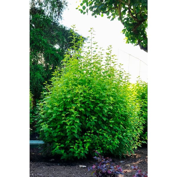 BLOOMIN' EASY 2 Gal. Cougar Cub Ninebark (Physocarpus) Live Shrub