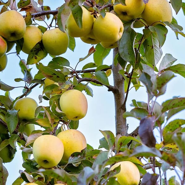 5 Gal. Dorsett Golden Apple Tree APPDOR05GSL - The Home Depot