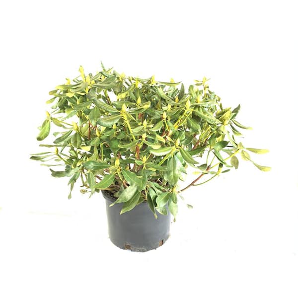 Fusion Rhododendron Red #7