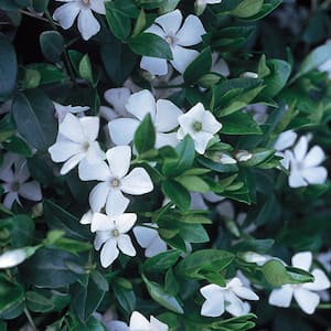 6 in. White Vinca Annual