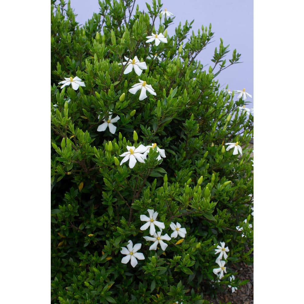 2 Gal. Echo Swan Maiden Gardenia, Live Evergreen Shrub, White Fragrant Blooms price history on PriceWatchPro
