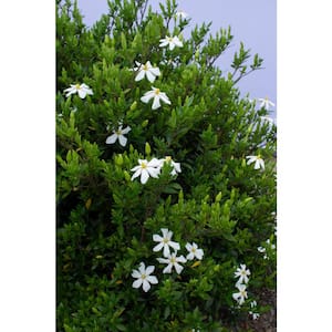 2 Gal. Echo Swan Maiden Gardenia, Live Evergreen Shrub, White Fragrant Blooms