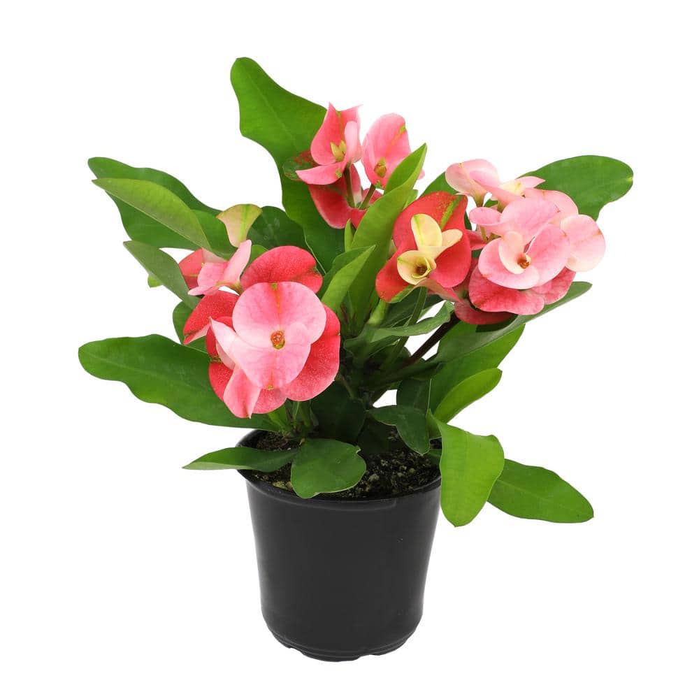 Euphorbia Milii Crown of Thorns Red and Green Succulent Plant