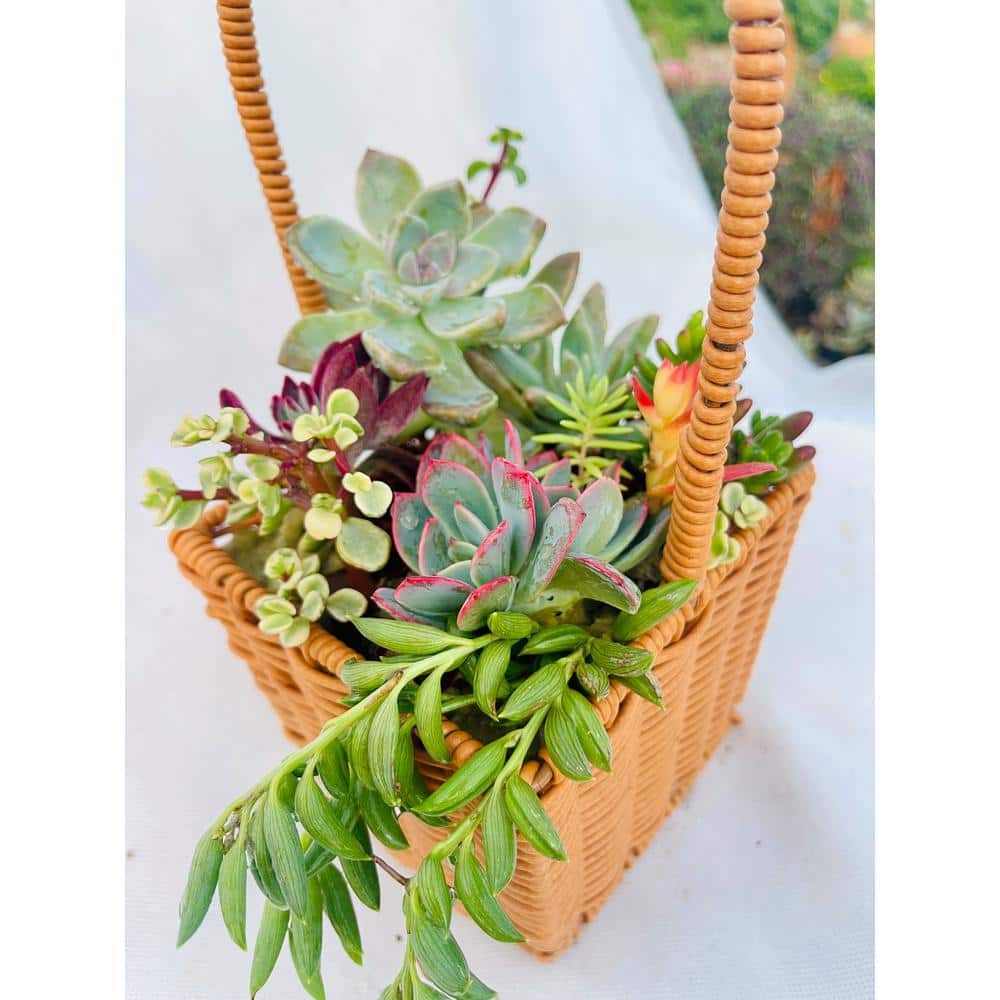 11 in. Small Wicker Soilless Succulent Plant Flower Basket