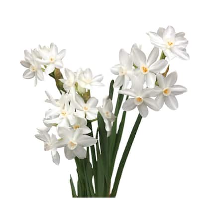 Ziva Paperwhites Narcissus 10-Bulbs