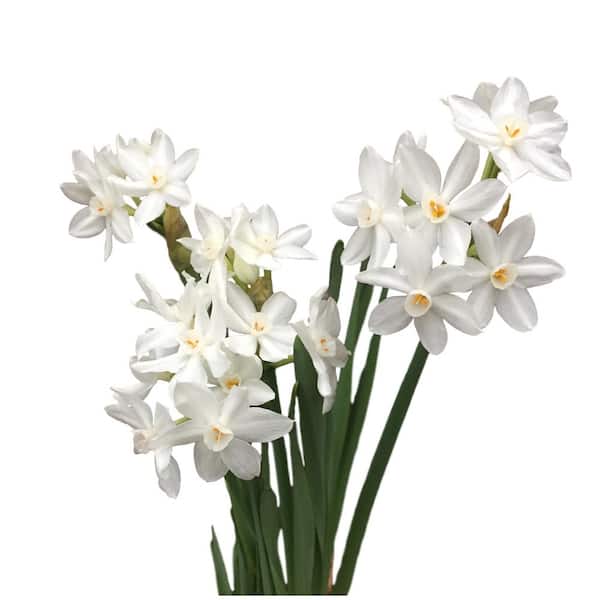 Daylily Nursery Ziva Paperwhites Narcissus 10-Bulbs