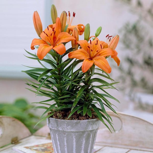 VAN ZYVERDEN Container Lilies Orange Pixie Bulbs (7-Pack)