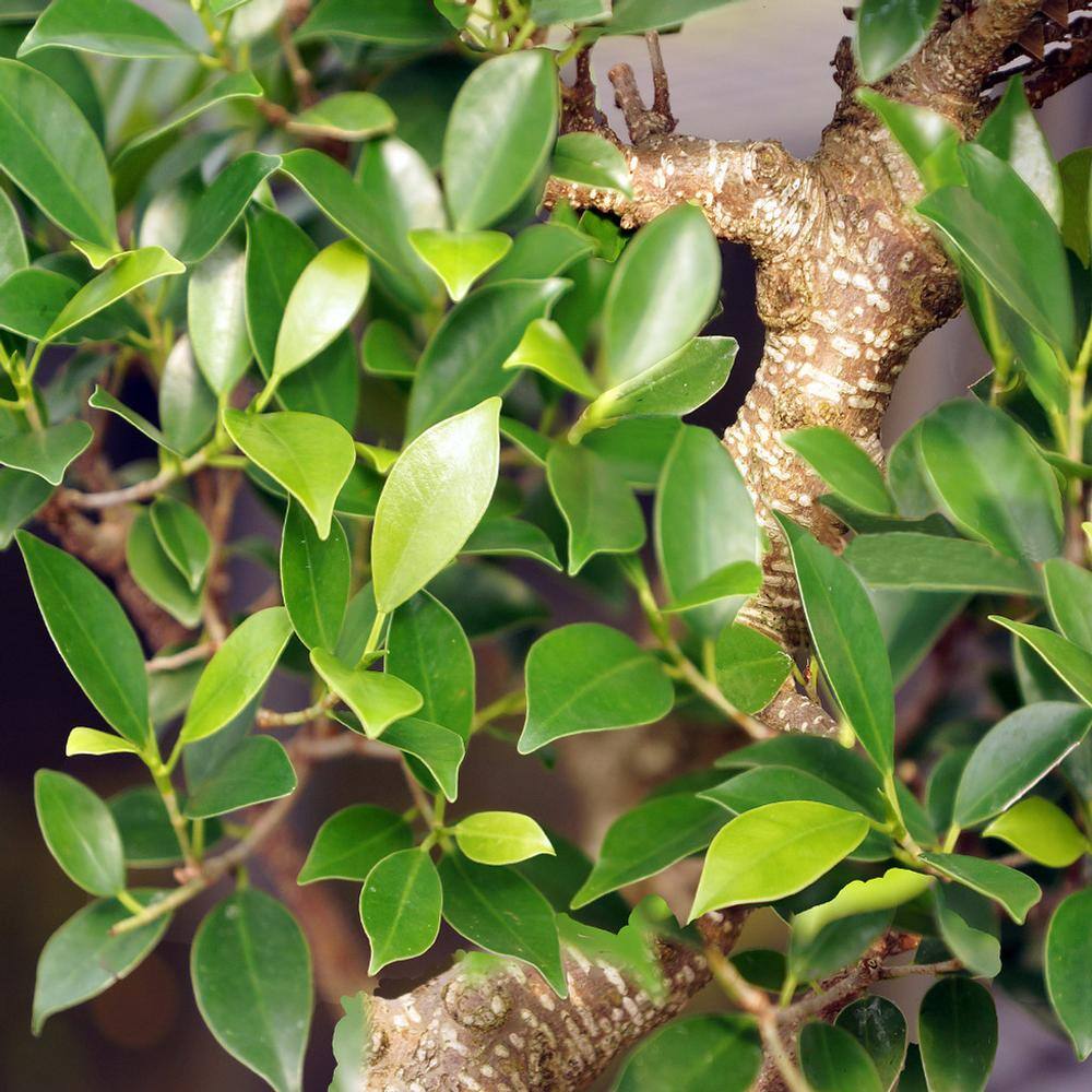Golden Gate Ficus Bonsai in Assorted Clay Container