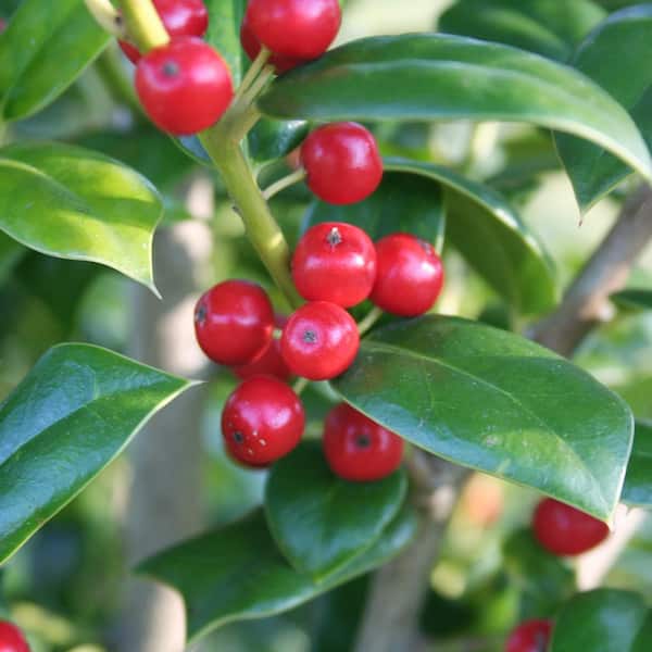 2.25 Gal. Holly Needlepoint Shrub