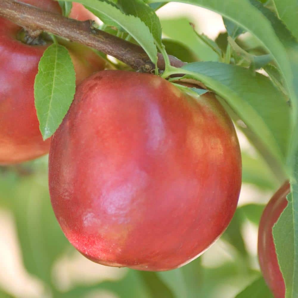 3 Gal. Pot, Yumm Yumm Standard Nectarine Potted Fruit Bearing Starter Tree (1-Pack) price history on PriceWatchPro