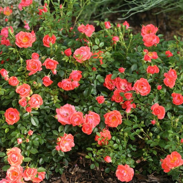 Mango Pot Red Rose レッドローズ Lサイズ 【公式通販】