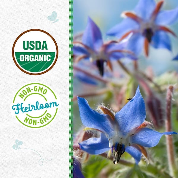 Organic Borage Blue Starflower Heirloom Seeds