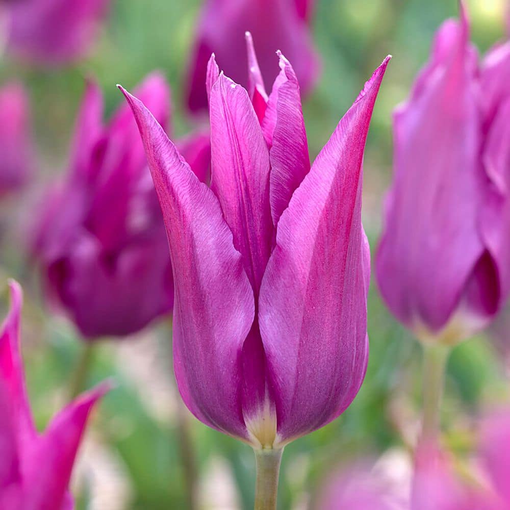 11/12cm, Lily Flowering Yume No Murasaki Tulip Flower Bulbs (Bag of 25) price history on PriceWatchPro