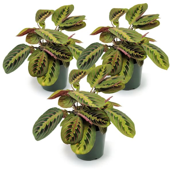 4 in. Red Maranta Plant (3-Pack)