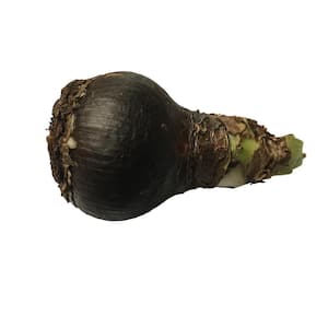 Black Pearl Amaryllis Single Blooming Bulb