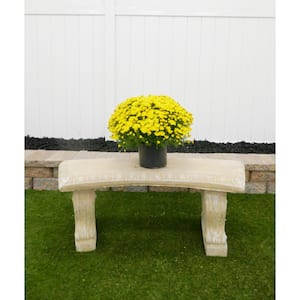 3 Qt. Yellow Chrysanthemum Annual Live Plant with Yellow Flowers in 8 in. Grower Pot (2-Pack)