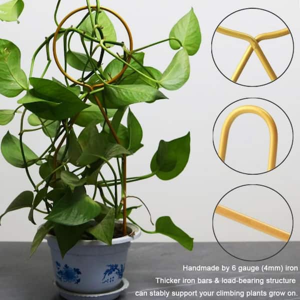 philodendron squamiferum vermehren Philodendron squamiferum – Foliage Factory main image 0