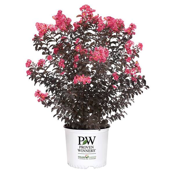 PROVEN WINNERS 2 Gal. Center Stage Coral Crape Myrtle Tree with Ruffled