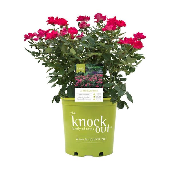 3 Gal. Red Knock Out Rose Bush with Fragrant Red Flowers 1 Each