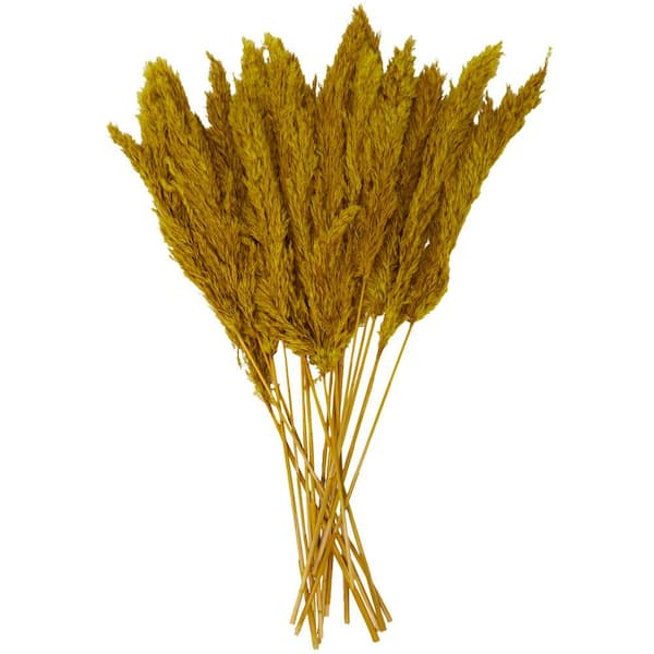 Litton Lane Pampas Natural Foliage with Long Stems (One Bundle) 043435 -  The Home Depot