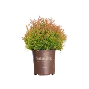 2 Gal. Fire Chief Arborvitae (Thuja) Live Dwarf Evergreen Shrub, Golden-Orange Foliage