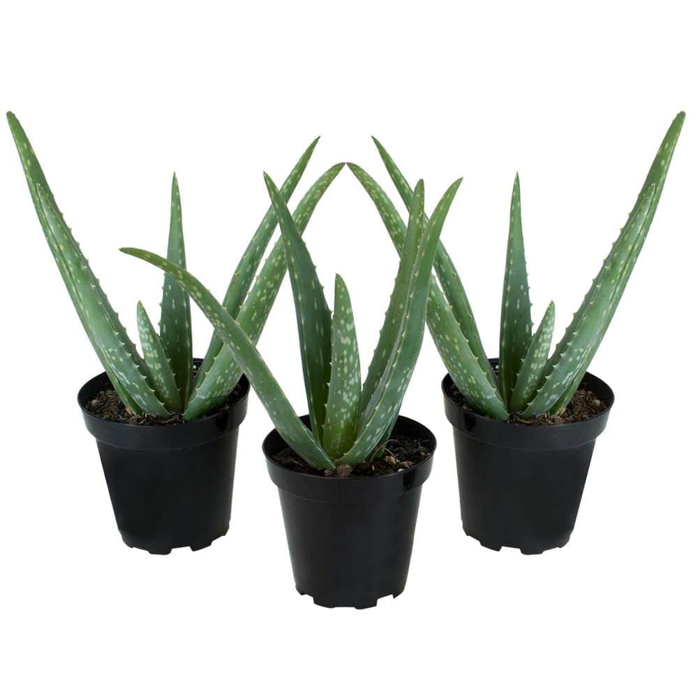 Altman Plants 3.5 in. Aloe Vera Plant (3-Pack)