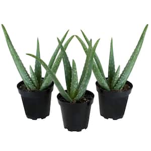 Costa Farms Aloe Vera Indoor Plant in 4 in. Grower Pot, Avg. Shipping  Height 10 in. Tall S-ALO-G-POT-01 - The Home Depot