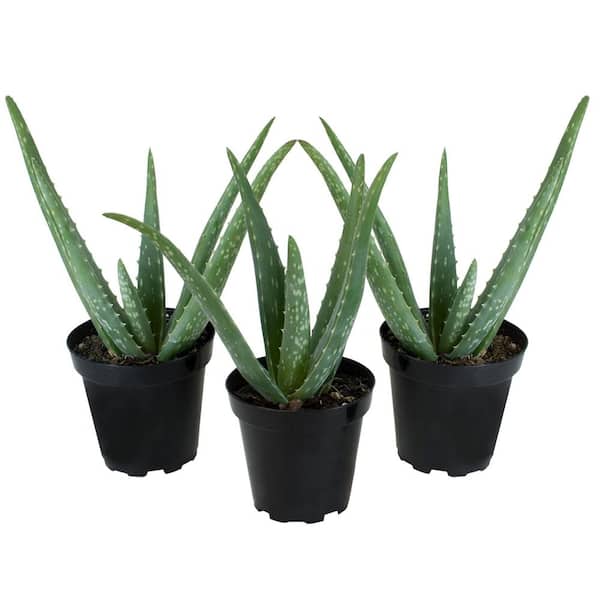 SMART PLANET Live Aloe Vera Succulent Plants (3-Pack), 3.5in. Grower Pots, Easy Live Houseplants, Approx 10in. Tall,Indoor Succulents