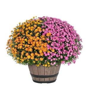 1 Gal. Napa Barrel Orange and Purple Mum Chrysanthemum Perennial Plant (1-Pack)