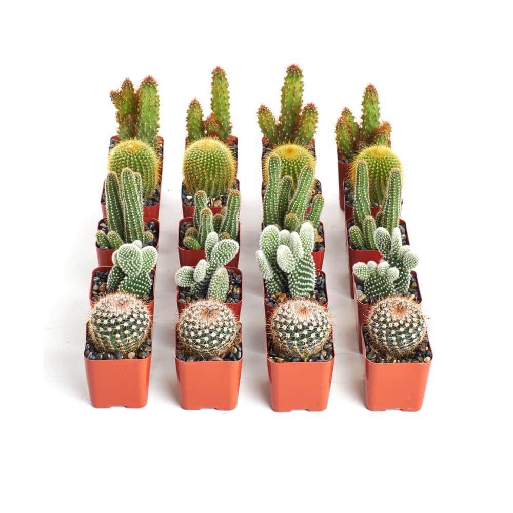 Shop Succulents 2 in. Cactus Collection(Collection of 20) C20 - The Home  Depot