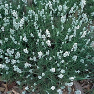 2.6 Qt. #1 White Lavender Plant