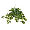 Nearly Natural 24in UV-Resistant Artificial Pothos Vine w/ LED Lights Hanging Basket