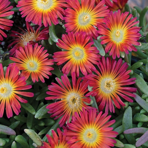 SMART PLANET Deloermum Delmara Red Full Flat Ground Cover Plant With Red Flowers Grass