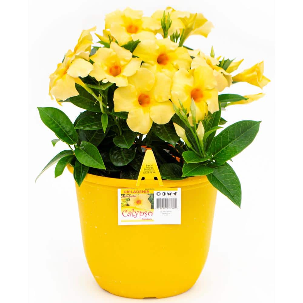 Calypso 0.9 Gal. #8 Patio Pot Dipladenia Flowering Annual