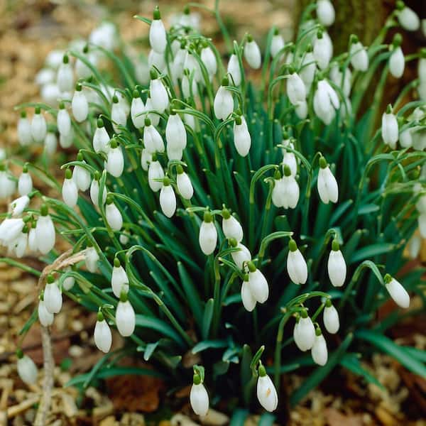 7/+ cm, White Single Snowdrops Galanthus Flower Bulbs (Bag of 50)