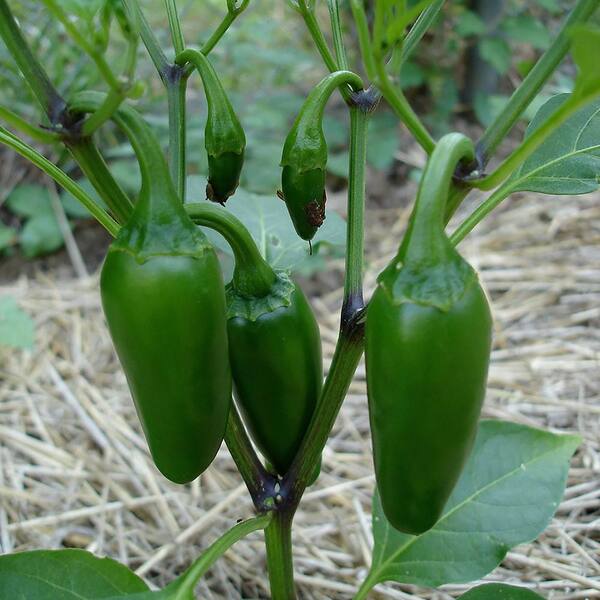 Bonnie Plants 1 qt. Jalapeno Hot Pepper Plant (6-Pack) 117370