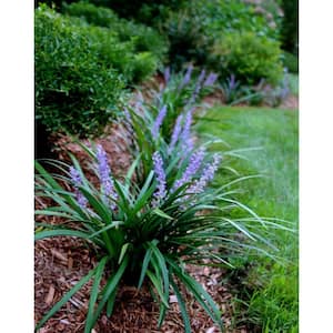 2.25 Qt. Liriope Super Blue Shrub Flowering Purple Blooms in 2.75 in. Cell Grower's Tray (6-Plants)