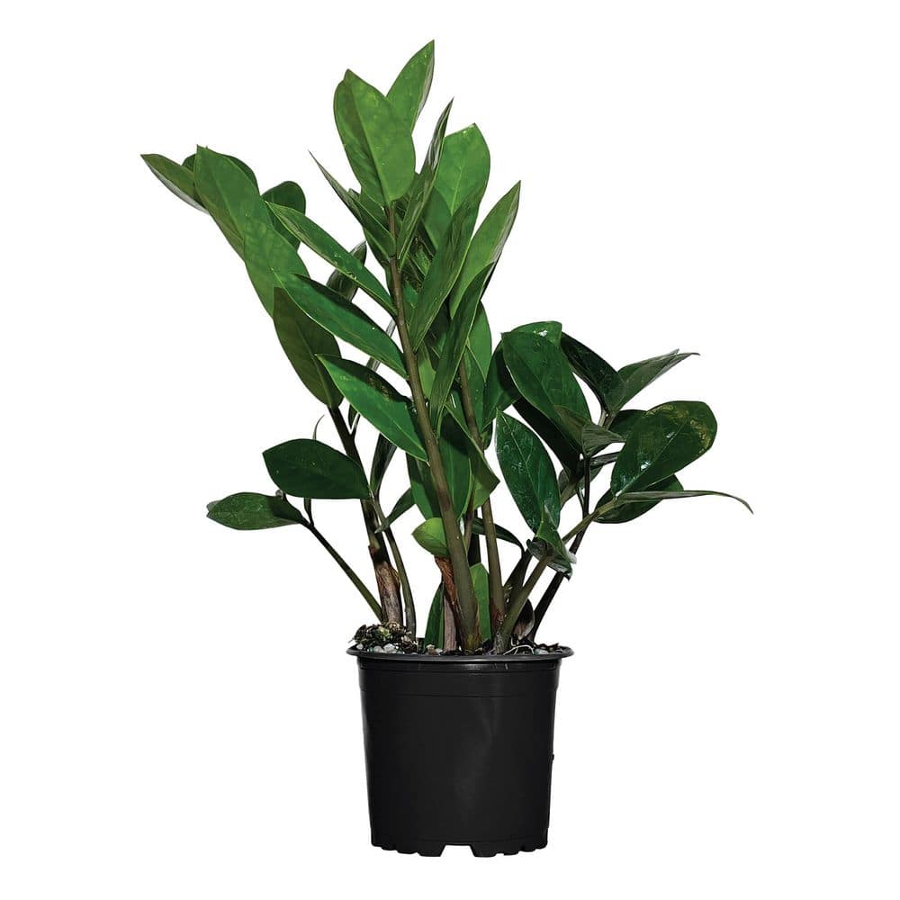 NATURE'S WAY FARMS 4 in. ZZ Plant Indoor Tropical Houseplant (1