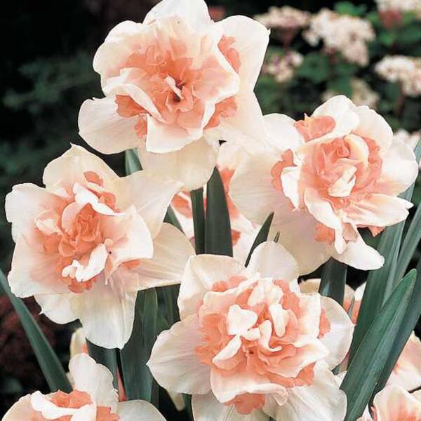 Van Bourgondien Replete Double Daffodil Bulbs 25-Pack