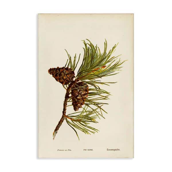 Stupell Industries Fir Tree Cones by Tina Higgins Designs, Inc. Unframed Nature Graphic Art Print 30 in. x 20 in.